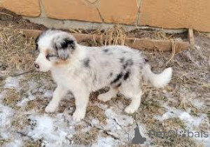 Zdjęcie №2 do zapowiedźy № 165555 na sprzedaż  border collie - wkupić się Wielka Brytania prywatne ogłoszenie, hodowca