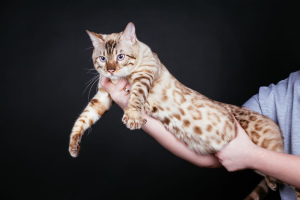 Zdjęcie №2 do zapowiedźy № 4803 na sprzedaż  kot bengalski - wkupić się Federacja Rosyjska prywatne ogłoszenie