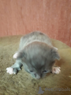 Zdjęcie №3. Sprzedam miesięczne kocięta ze Scottish Fold. Federacja Rosyjska