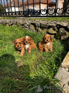 Zdjęcie №2 do zapowiedźy № 103851 na sprzedaż  cavalier king charles spaniel - wkupić się Serbia hodowca