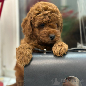 Zdjęcie №1. maltipu - na sprzedaż w Bielefeld | 13394zł | Zapowiedź №164541