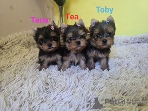 Zdjęcie №1. yorkshire terrier - na sprzedaż w Zrenjanin | negocjowane | Zapowiedź №175018