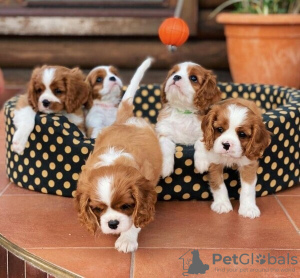 Zdjęcie №1. cavalier king charles spaniel - na sprzedaż w Bonn | 837zł | Zapowiedź №82850