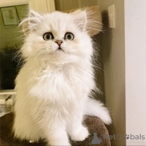 Zdjęcie №1.  - na sprzedaż w Amsterdam | Bezpłatny | Zapowiedź № 162000