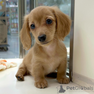 Zdjęcie №2 do zapowiedźy № 155816 na sprzedaż  jamnik - wkupić się Niemcy hodowca