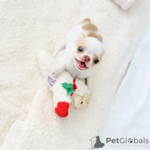 Zdjęcie №1. chihuahua (rasa psów) - na sprzedaż w Berlin | 2631zł | Zapowiedź №165369