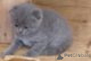 Zdjęcie №1. scottish fold - na sprzedaż w Antwerpia | Bezpłatny | Zapowiedź № 165269