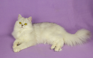 Dodatkowe zdjęcia: Szkocki srebrny futrzany kot
