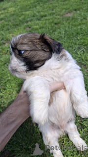 Zdjęcie №4. Sprzedam lhasa apso, shih tzu w Ryga. prywatne ogłoszenie, od żłobka, hodowca - cena - 3827zł