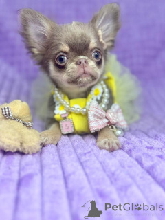 Zdjęcie №1. chihuahua (rasa psów) - na sprzedaż w Berlin | negocjowane | Zapowiedź №159134