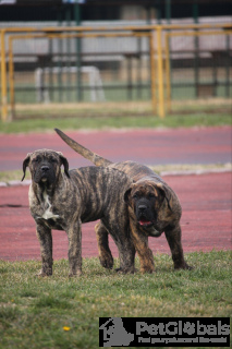 Zdjęcie №3. Presa Canario dog kanaryjski Szczenięta. Serbia