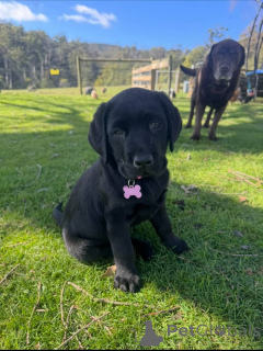 Zdjęcie №1. labrador retriever - na sprzedaż w Dielsdorf | negocjowane | Zapowiedź №171690