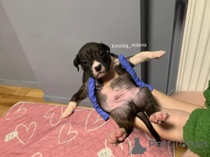 Zdjęcie №3. Szczeniak American Bully XL. Serbia