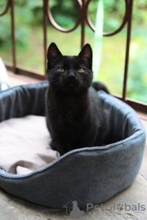 Zdjęcie №1.  - na sprzedaż w Rzeka Moskwa | Bezpłatny | Zapowiedź № 154411