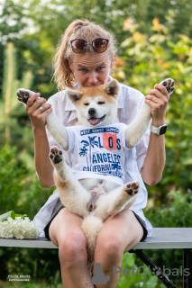 Zdjęcie №2 do zapowiedźy № 10264 na sprzedaż  akita (rasa psa) - wkupić się Białoruś od żłobka