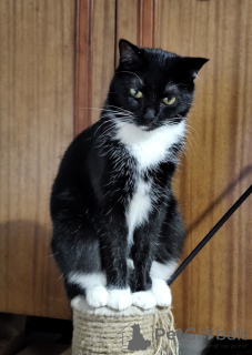 Zdjęcie №2 do zapowiedźy № 157486 na sprzedaż   - wkupić się Białoruś prywatne ogłoszenie