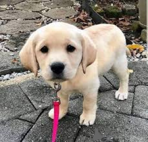 Zdjęcie №3. Cuccioli di Labrador Retriever w zemście. Włochy