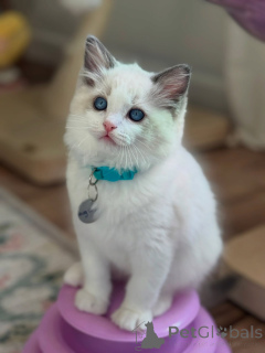 Zdjęcie №3. Zdrowe, rasowe kocięta Ragdoll gotowe do znalezienia swoich stałych domów. Holandia