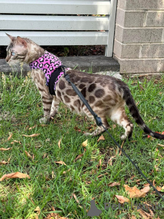 Zdjęcie №2 do zapowiedźy № 152642 na sprzedaż  kot bengalski - wkupić się Szwajcaria prywatne ogłoszenie