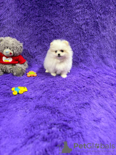 Zdjęcie №3. Pomorska szpic. Belgia