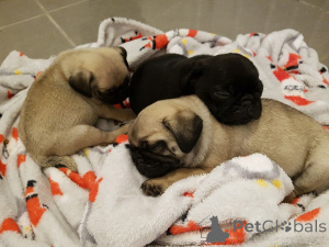 Zdjęcie №2 do zapowiedźy № 135289 na sprzedaż   - wkupić się Malta 