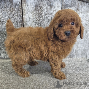 Zdjęcie №4. Sprzedam pudel (zabawka) w Frankfurt. prywatne ogłoszenie - cena - negocjowane