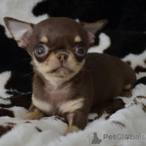 Zdjęcie №3. Wunderschöne Chihuahua-Welpen suchen einliebevolles neues Zuhause. Niemcy