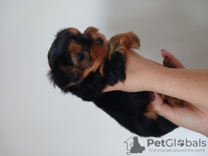 Zdjęcie №2 do zapowiedźy № 129553 na sprzedaż  yorkshire terrier - wkupić się Słowacja prywatne ogłoszenie