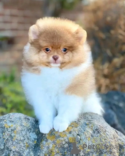 Zdjęcie №3. Wszkolony w toalecie Yorkshire Terrier. Holandia