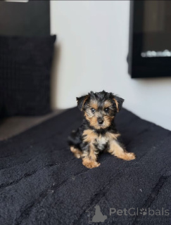 Zdjęcie №2 do zapowiedźy № 176121 na sprzedaż  yorkshire terrier biewer - wkupić się USA hodowca
