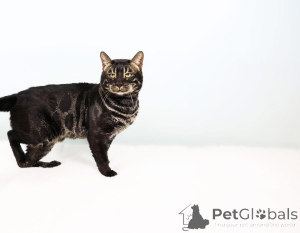 Zdjęcie №1.  - na sprzedaż w Wels | 3588zł | Zapowiedź № 153408