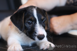 Zdjęcie №4. Sprzedam jack russell terrier w Petersburg. od żłobka - cena - negocjowane