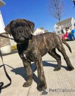 Zdjęcie №3. Bull Mastiff Szczenięta. Szwajcaria