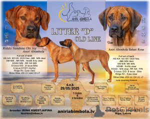 Zdjęcie №1. rhodesian ridgeback - na sprzedaż w Ryga | 7175zł | Zapowiedź №146124