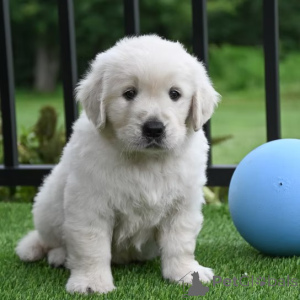 Zdjęcie №1. golden retriever - na sprzedaż w Manchester | 4784zł | Zapowiedź №165700