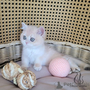 Zdjęcie №3. Kocięta szkockie płci męskiej i żeńskiej do adopcji. Holandia