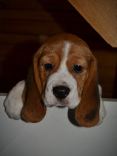 Zdjęcie №1. beagle (rasa psa) - na sprzedaż w Petersburg | Negocjowane | Zapowiedź №4145