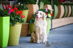 Zdjęcie №3. Miniaturowy owczarek amerykański. Polska