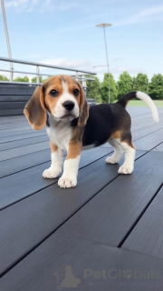 Zdjęcie №1. beagle (rasa psa) - na sprzedaż w Nyor | negocjowane | Zapowiedź №168399