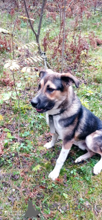 Zdjęcie №4. Sprzedam pies nierasowy w Rzeka Moskwa. prywatne ogłoszenie - cena - Bezpłatny