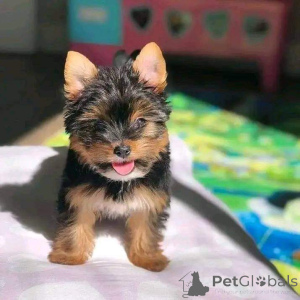 Zdjęcie №2 do zapowiedźy № 138993 na sprzedaż  yorkshire terrier - wkupić się USA prywatne ogłoszenie, hodowca