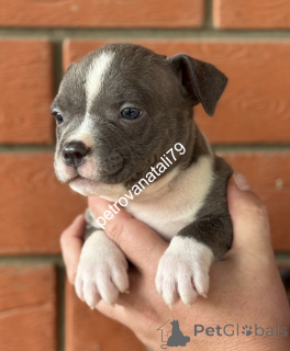 Zdjęcie №2 do zapowiedźy № 146123 na sprzedaż  american bully - wkupić się Federacja Rosyjska hodowca