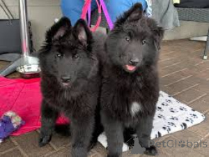 Zdjęcie №1. groenendael - na sprzedaż w Bruksela | 4784zł | Zapowiedź №162417