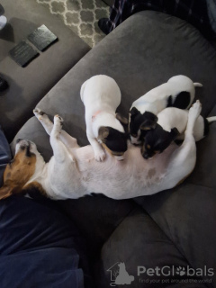 Zdjęcie №2 do zapowiedźy № 131274 na sprzedaż  jack russell terrier - wkupić się Norwegia prywatne ogłoszenie