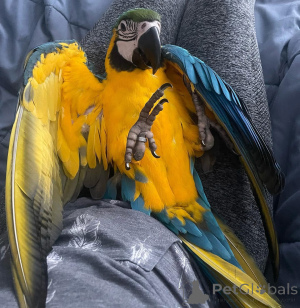 Zdjęcie №2 do zapowiedźy № 162681 na sprzedaż   - wkupić się Słowacja 