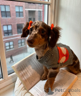 Zdjęcie №2 do zapowiedźy № 164011 na sprzedaż  jamnik - wkupić się Finlandia prywatne ogłoszenie, ze schronu