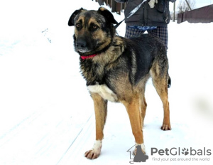 Zdjęcie №1. pies nierasowy - na sprzedaż w Москва | Bezpłatny | Zapowiedź №93110