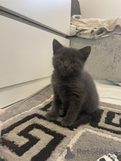 Zdjęcie №1. rosyjski niebieski - na sprzedaż w Berno | Bezpłatny | Zapowiedź № 155202