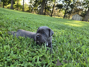 Zdjęcie №1. cane corso - na sprzedaż w Aalborg | 6zł | Zapowiedź №173404