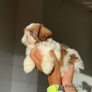 Zdjęcie №1. shih tzu - na sprzedaż w Columbus | 792zł | Zapowiedź №124286